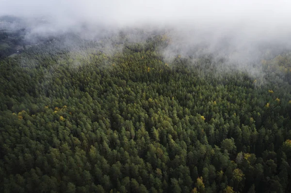 Vista Aérea Floresta Espessa Temporada Outono Colorido Parque Nacional Gauja — Fotografia de Stock