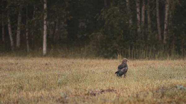 Γεράκι Κοτόπουλου Γνωστό Και Accipiter Gentilis Στο Έδαφος — Φωτογραφία Αρχείου