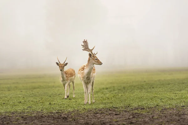 Pohled Dolary Louce Mlhou Pozadí — Stock fotografie