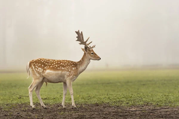 Vista Buck Prato Con Nebbia Sfondo — Foto Stock