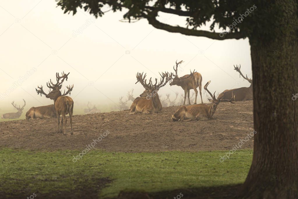 view of bucks at meadow with fog on background 
