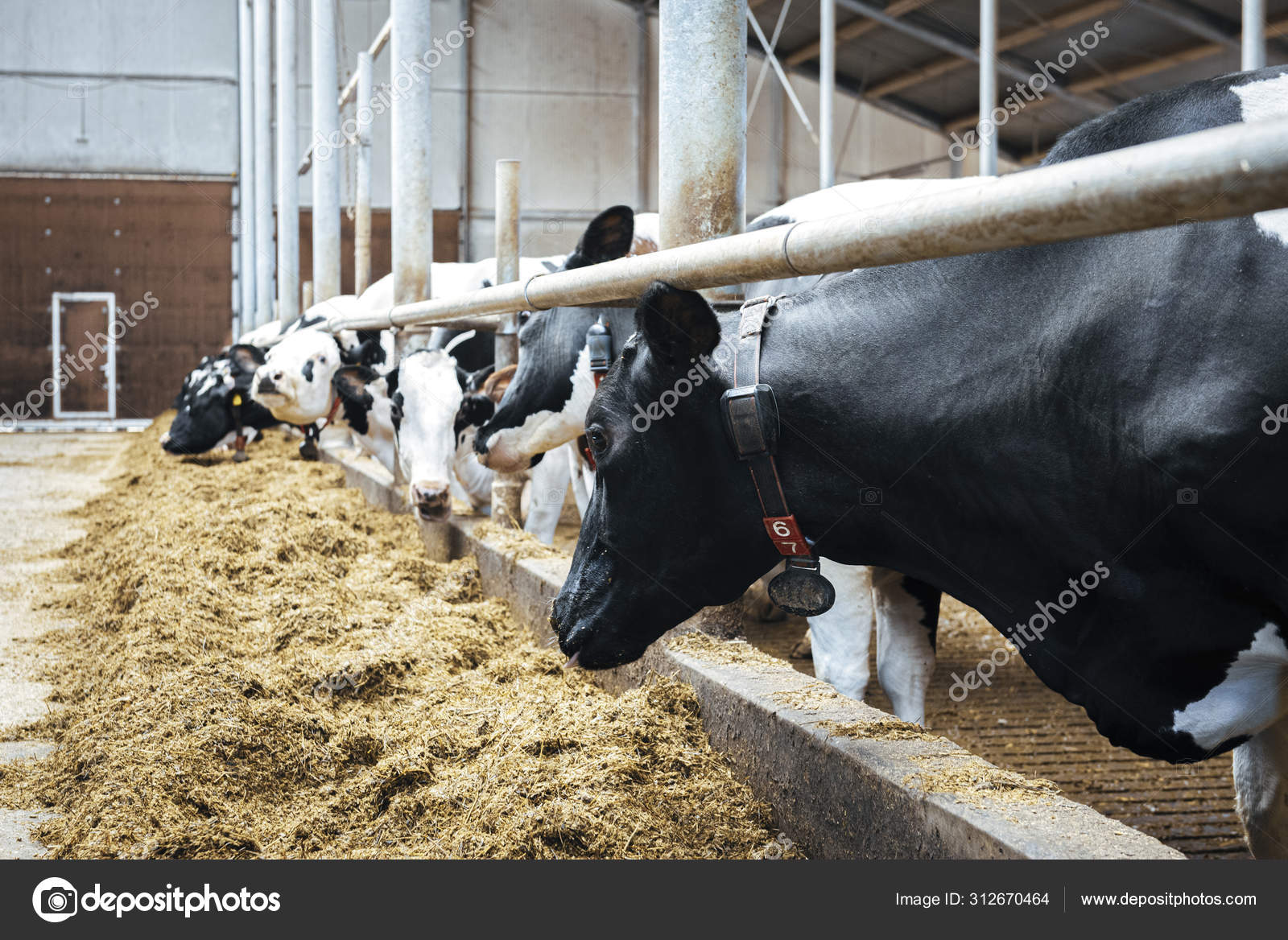 Dairy Cows Milk Farm Stock Photo by ©valdisskudre 312670464