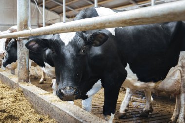 Süt çiftliğindeki süt inekleri.