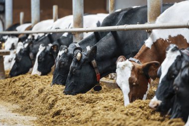 Süt çiftliğindeki süt inekleri.