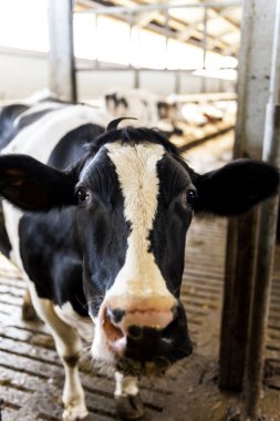 Süt çiftliğindeki süt inekleri.