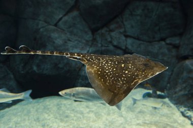 Suyun içinde yüzen kelebek ışınına yaklaş