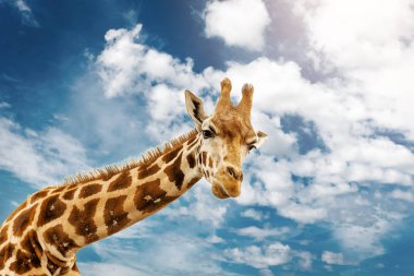 Zürafanın başını yakın plan çek.