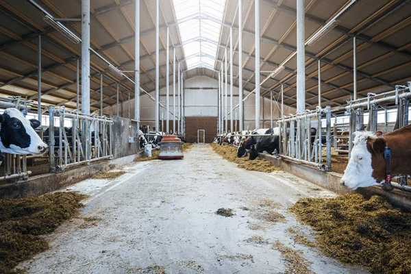 Молочные Коровы Молочной Ферме — стоковое фото