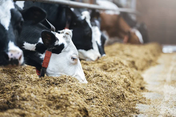 Молочные Коровы Молочной Ферме — стоковое фото
