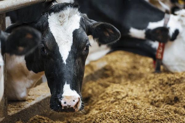 Süt çiftliğindeki süt inekleri.