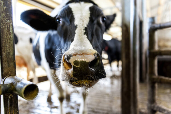 Dairy cows in milk farm.