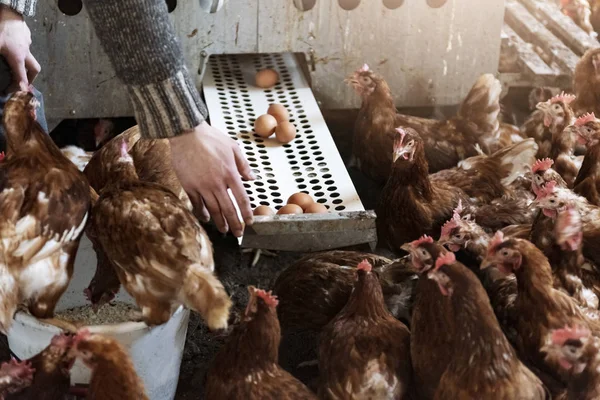 Chicken farm kept free of cages with farmer collecting eggs.