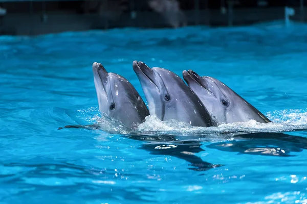 Una Bandada Delfines Aguas Azules Claras — Foto de Stock
