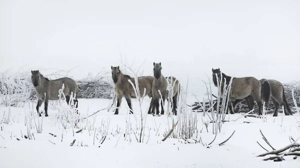 野马在冬季户外观赏 — 图库照片