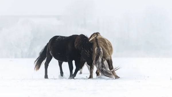 Caballos Salvajes Invierno Vista Aire Libre —  Fotos de Stock