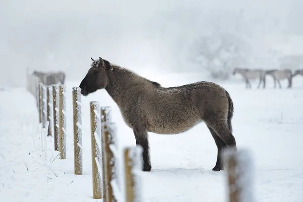 Divoký Kůň Zimě Venkovní Pohled — Stock fotografie
