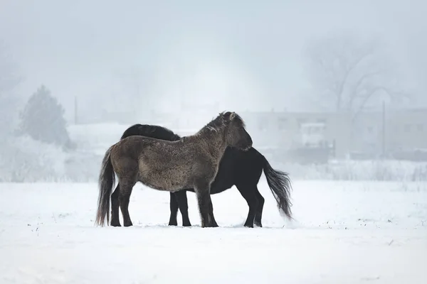 Caballos Salvajes Invierno Vista Aire Libre —  Fotos de Stock