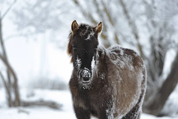 Caballos Salvajes Invierno Vista Aire Libre —  Fotos de Stock