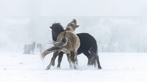 Caballos Salvajes Invierno Vista Aire Libre —  Fotos de Stock