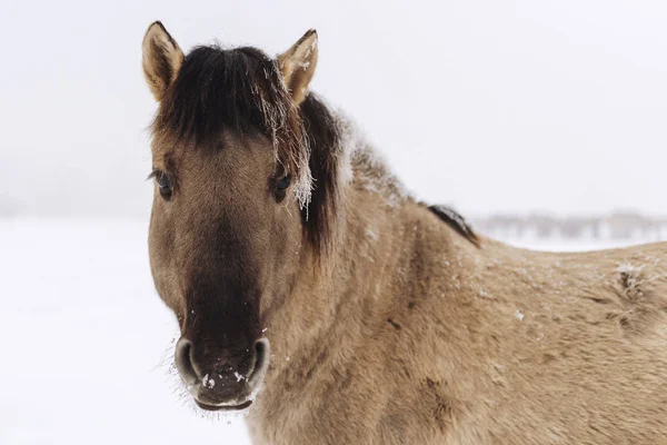 Caballo Salvaje Invierno Vista Aire Libre —  Fotos de Stock