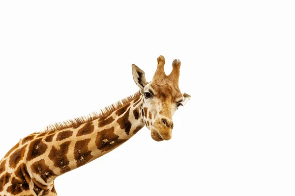 Close Schot Van Giraffe Hoofd — Stockfoto