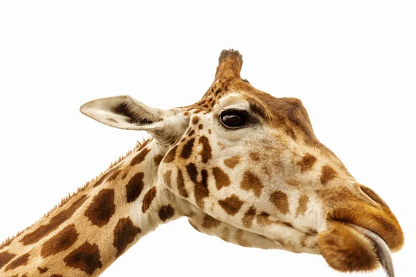 Gros Plan Tête Girafe — Photo