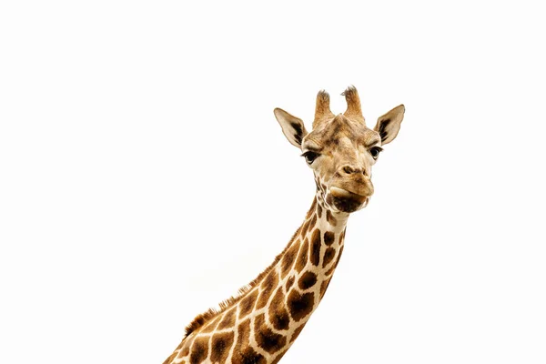 Close Shot Giraffe Head — Stock Photo, Image