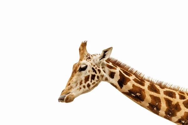 Close Shot Giraffe Head — Stock Photo, Image