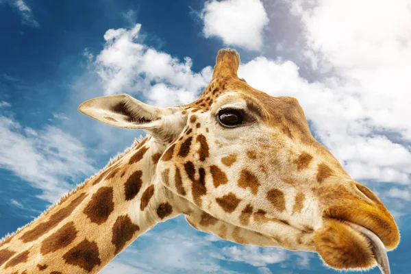 Gros Plan Tête Girafe — Photo