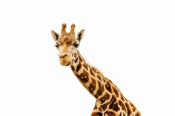 Close Shot Giraffe Head — Stock Photo, Image