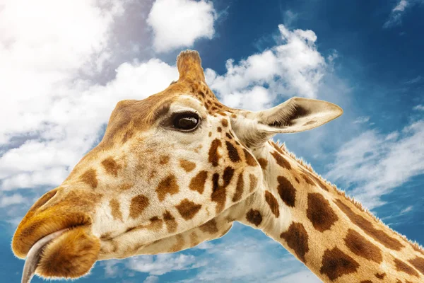 Close Shot Giraffe Head — Stock Photo, Image