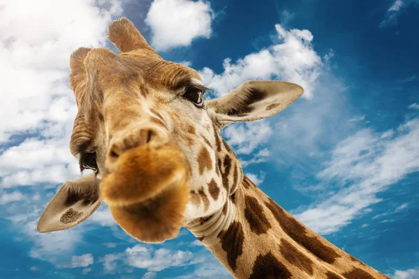 Close Shot Giraffe Head — Stock Photo, Image