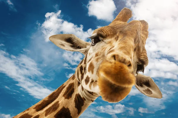 Close Shot Giraffe Head — Stock Photo, Image