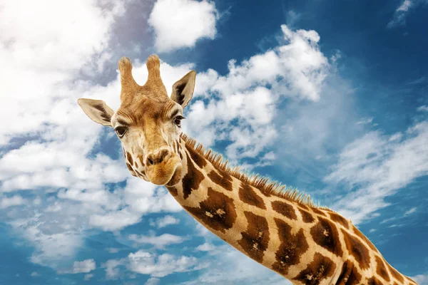 Zbliżenie Głowę Żyrafy — Zdjęcie stockowe