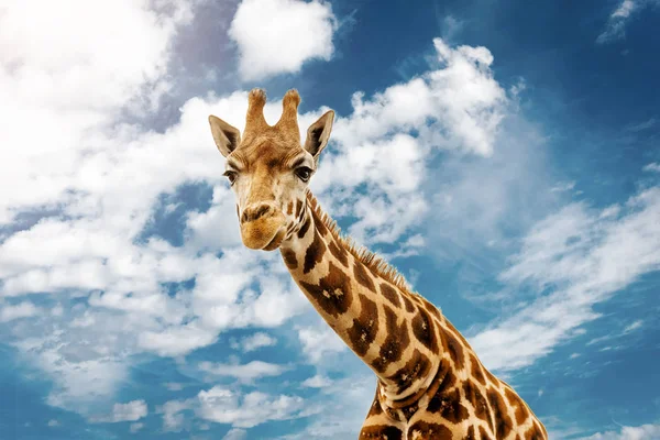 Gros Plan Tête Girafe — Photo