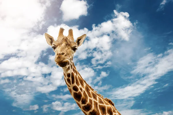 Zblízka Portrét Žirafy Zamračené Modré Obloze Pozadí — Stock fotografie