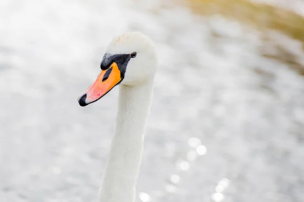 Beautiful White Swan Lake — Stock Photo, Image