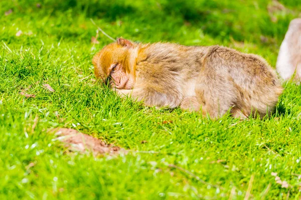 Schattig Aap Rusten Buiten Dierentuin — Stockfoto