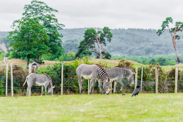 Vista Zebras Zoológico Durante Dia — Fotografia de Stock