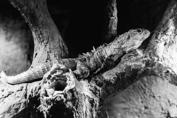 Монохромный Снимок Ящерицы Спящей Мокрых Деревьях — стоковое фото