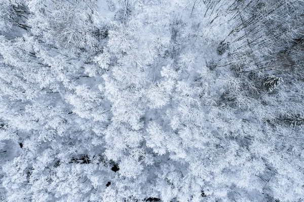 Letecký Pohled Les Zimní Sezóně — Stock fotografie