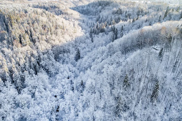 Vista Aérea Floresta Durante Estação Inverno — Fotografia de Stock