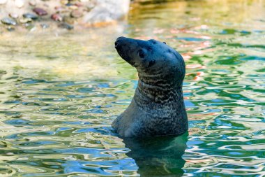 Sudaki bir fokun yakın çekimi.