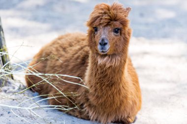 Bir kardaki sevimli kahverengi alpakanın yakın plan fotoğrafı.
