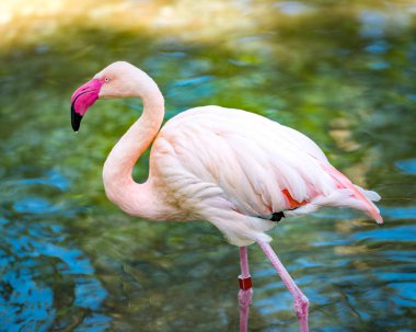 Pembe flamingo kuşu gündüz vakti suda duruyor.