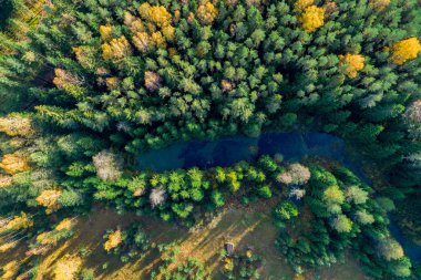 Sonbahar mevsiminde ormanın manzarası, doğa güzelliği kavramı.  