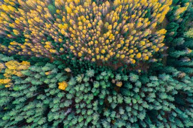 Sonbahar mevsiminde ormanın manzarası, doğa güzelliği kavramı.  