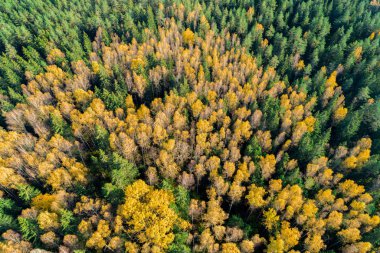 Sonbahar mevsiminde ormanın manzarası, doğa güzelliği kavramı.  