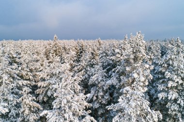 Kış mevsiminde ormanın hava manzarası
