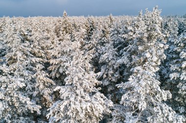 Kış mevsiminde ormanın hava manzarası